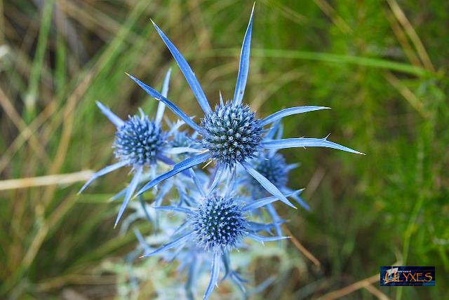 eryngium campestre.jpg